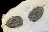 Multiple Mucronaspis Trilobite Plate - Wow! #2604-6